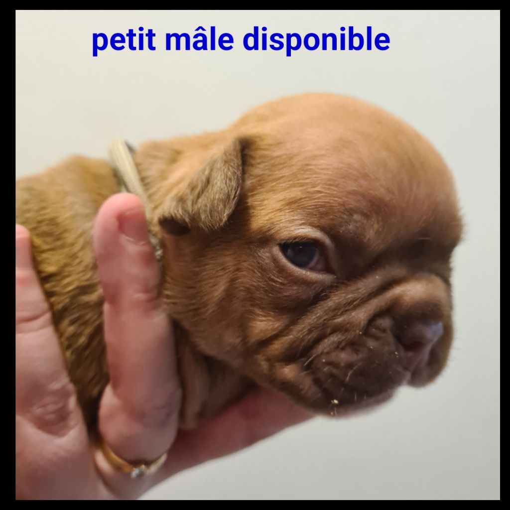 Du Domaine Des Bluteaux - Chiots disponibles - Bouledogue français