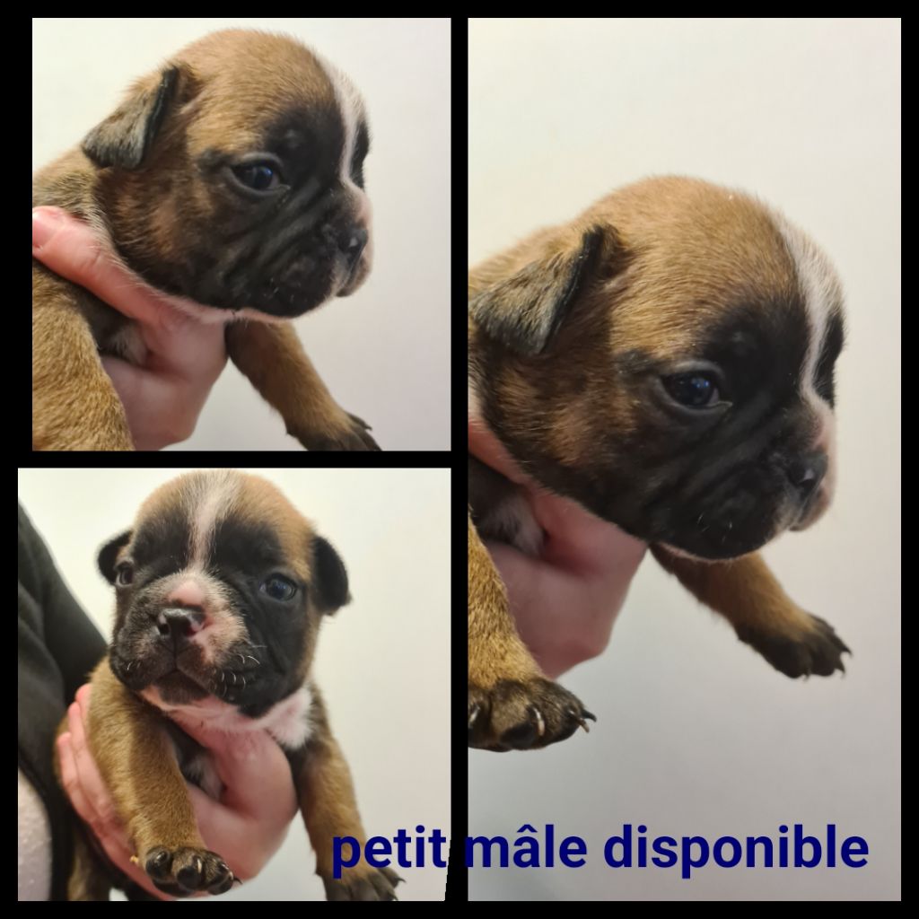 Du Domaine Des Bluteaux - Chiots disponibles - Bouledogue français