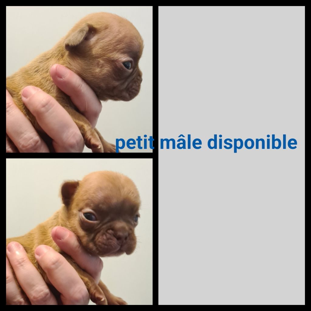 Du Domaine Des Bluteaux - Chiots disponibles - Bouledogue français