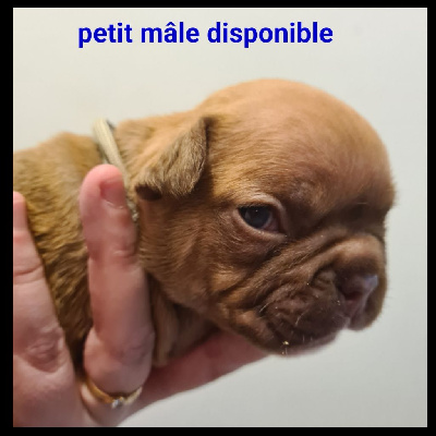 CHIOT 5
