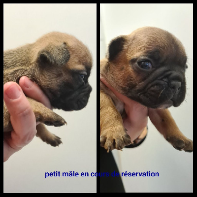 CHIOT 1