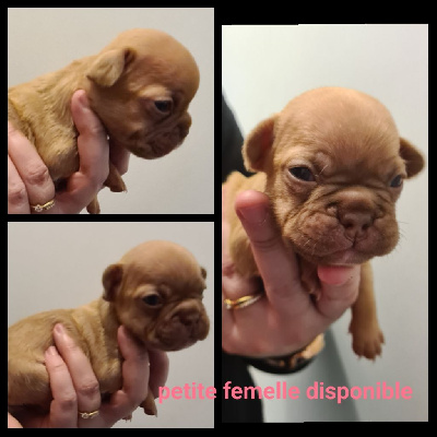 CHIOT 7