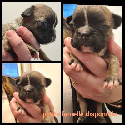 CHIOT 8