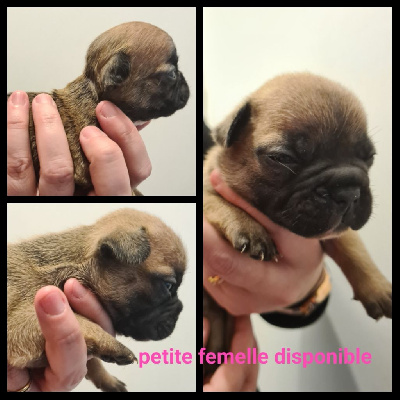 CHIOT 6