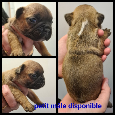 CHIOT 4