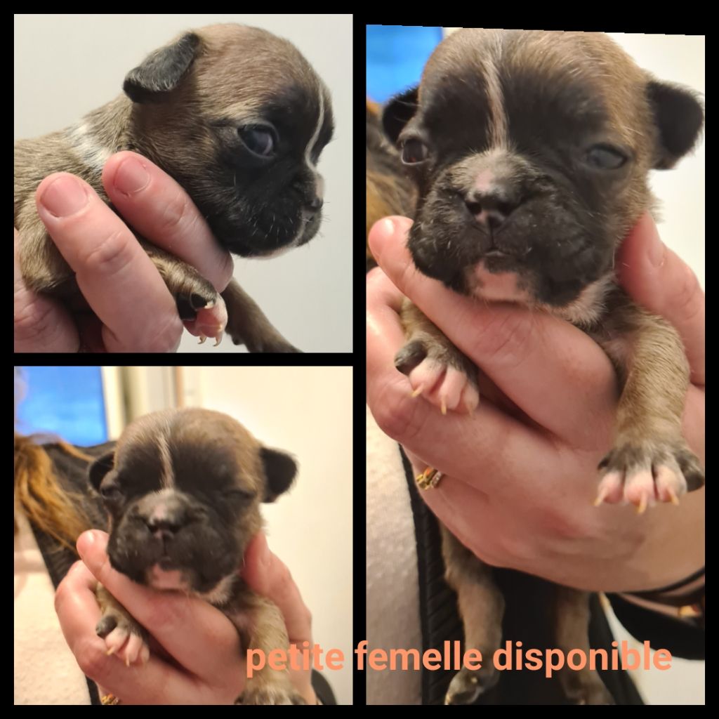 Du Domaine Des Bluteaux - Chiots disponibles - Bouledogue français