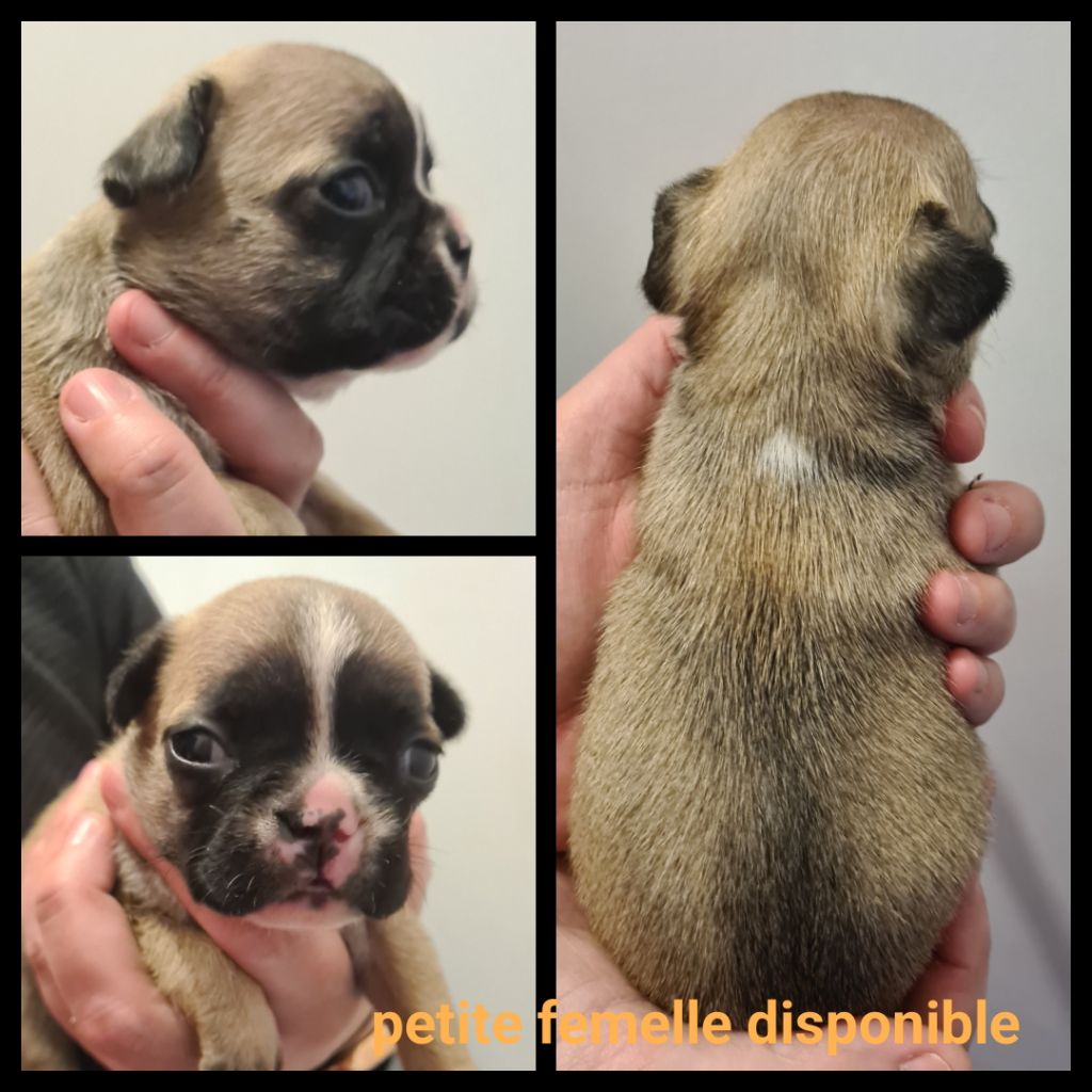 Du Domaine Des Bluteaux - Chiots disponibles - Bouledogue français