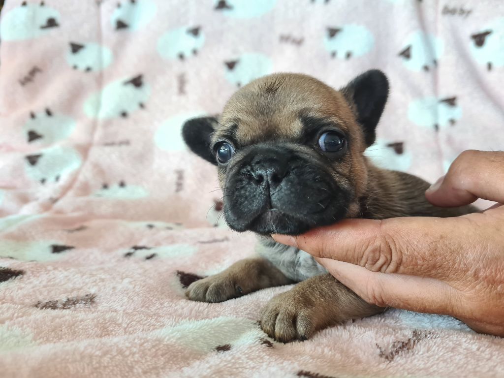 Du Domaine Des Bluteaux - Chiots disponibles - Bouledogue français